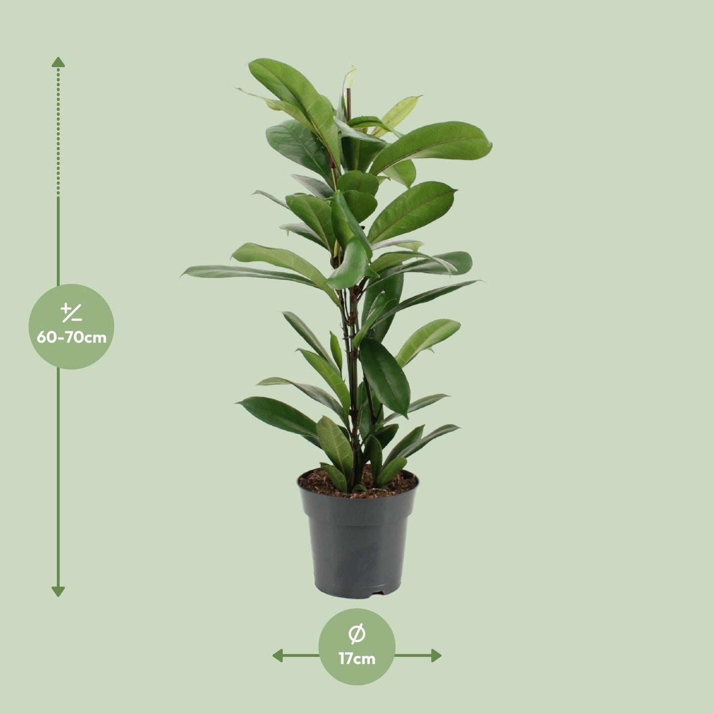 Ficus Cyathistipula - Ø17cm - ↕70cm von Pflanzfix24