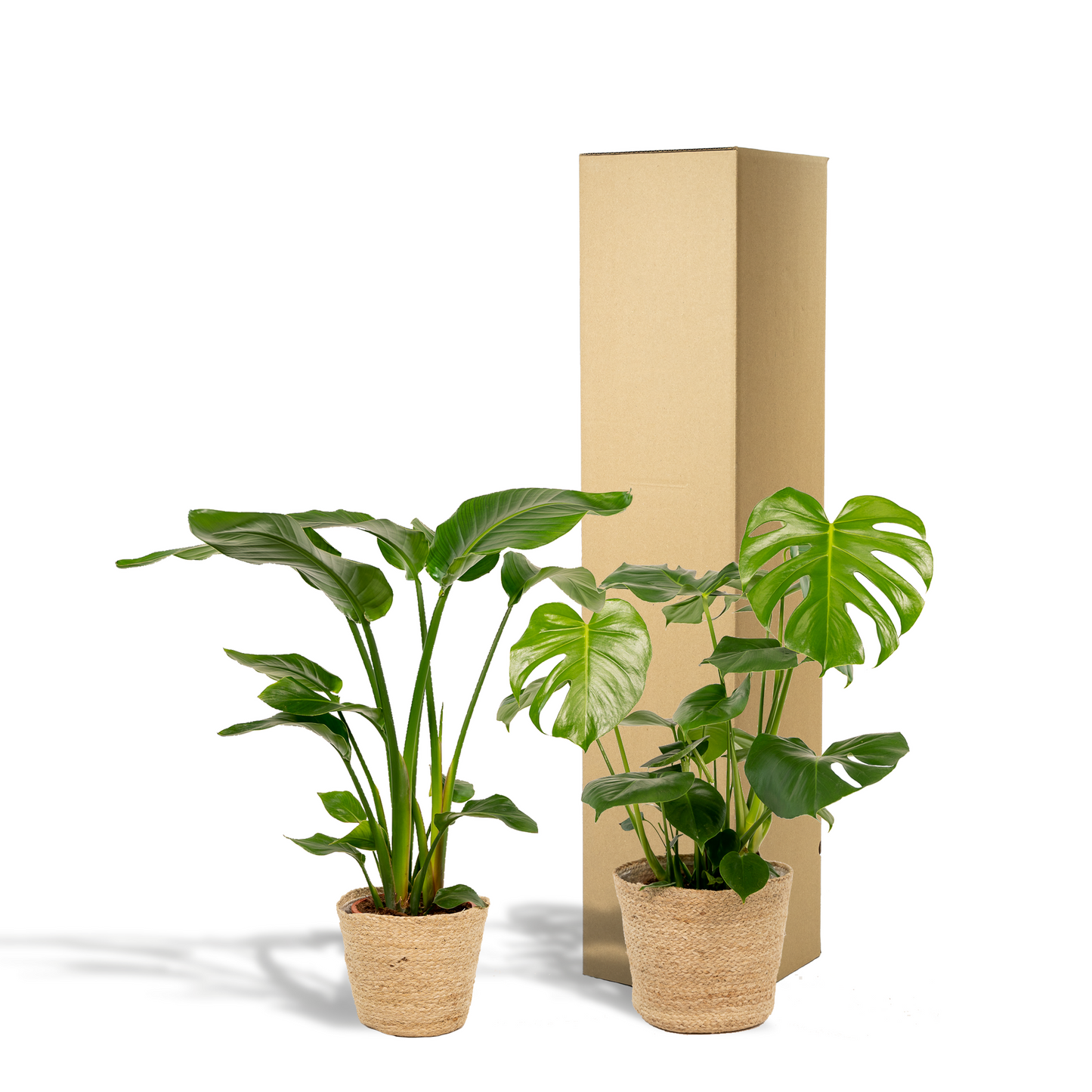 Strelitzia Nicolai & Monstera Deliciosa Zimmerpflanzen-Set mit Korb - Pflanzfix24