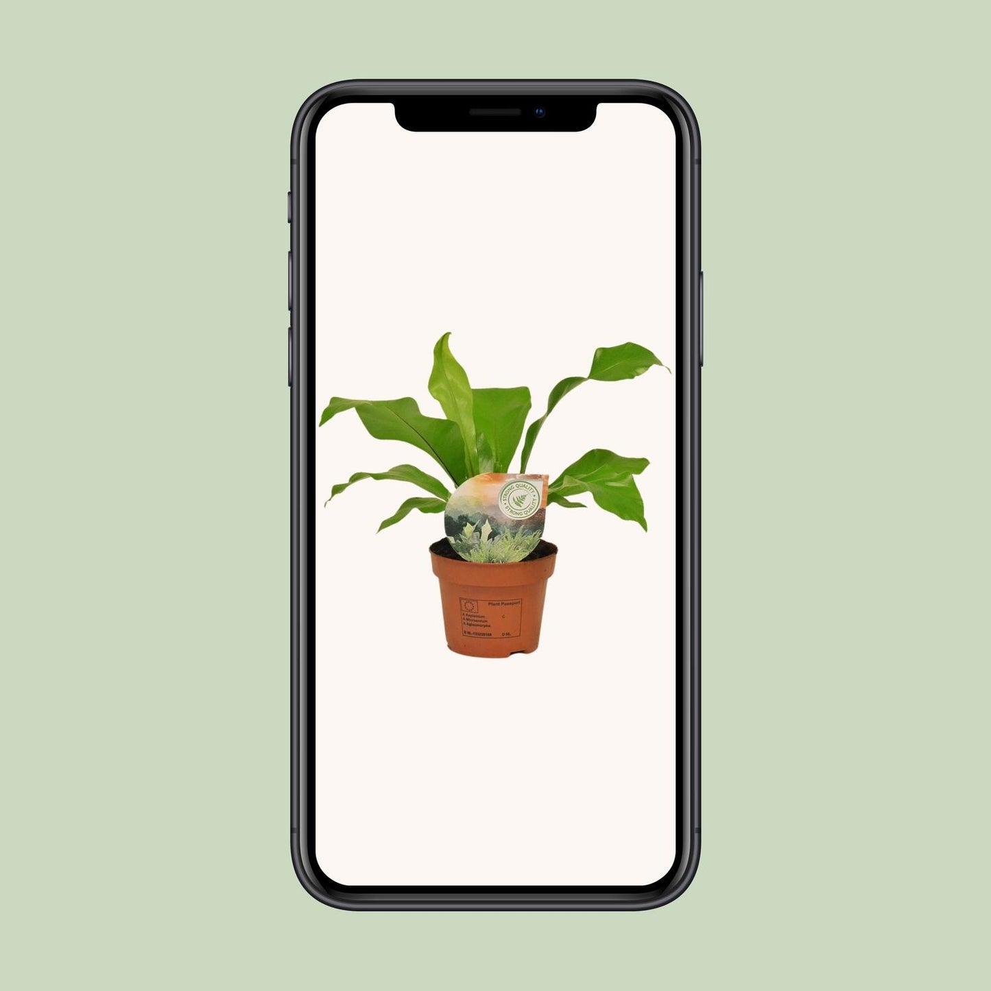 Asplenium Nidus - Ø12cm - ↕35cm - pflanzfix24