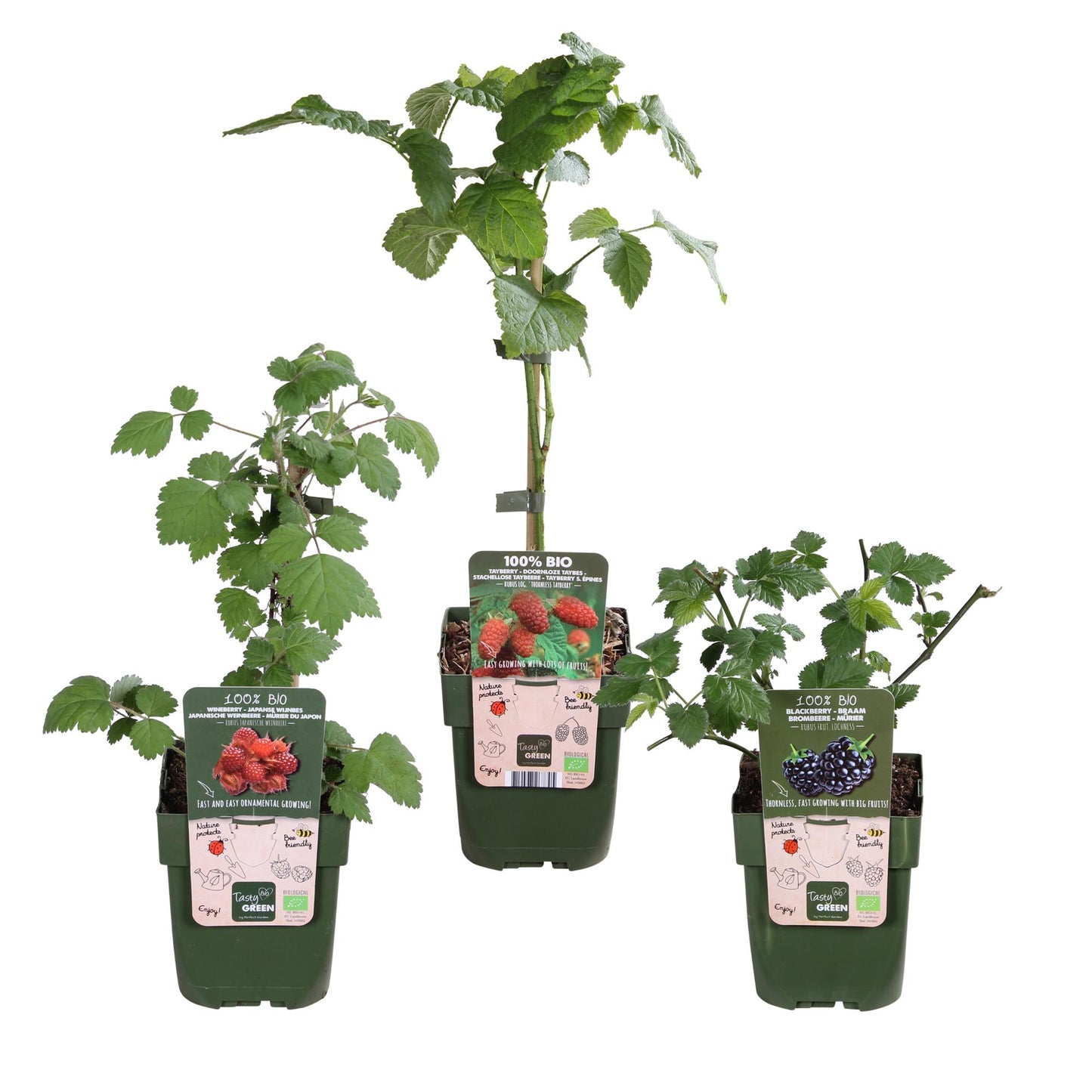 3x - Rubus mix - ↨45cm - Ø13 - Pflanzfix24