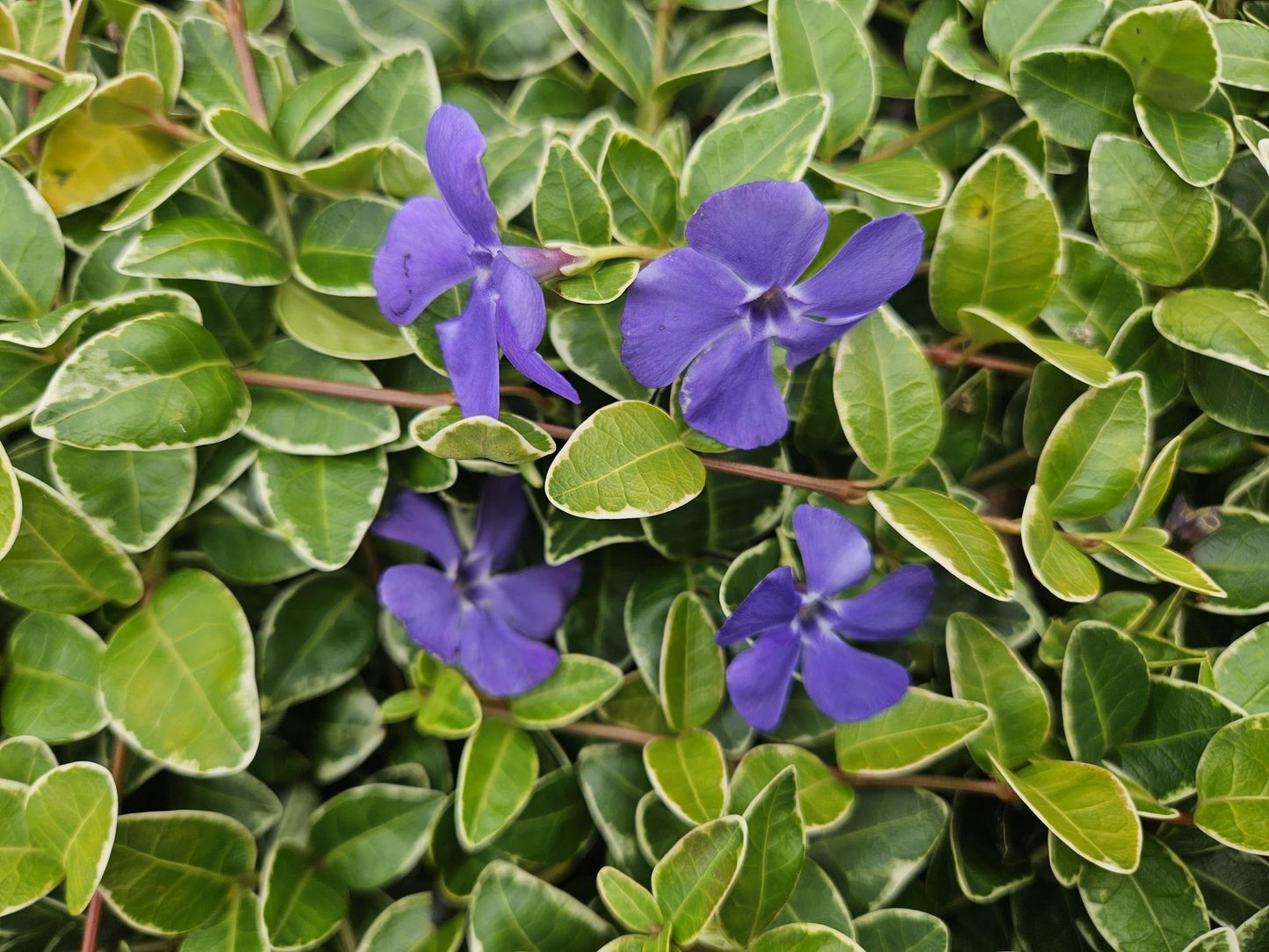 40x Vinca minor Argenteovariegata Bodendecker - Pflanzfix24