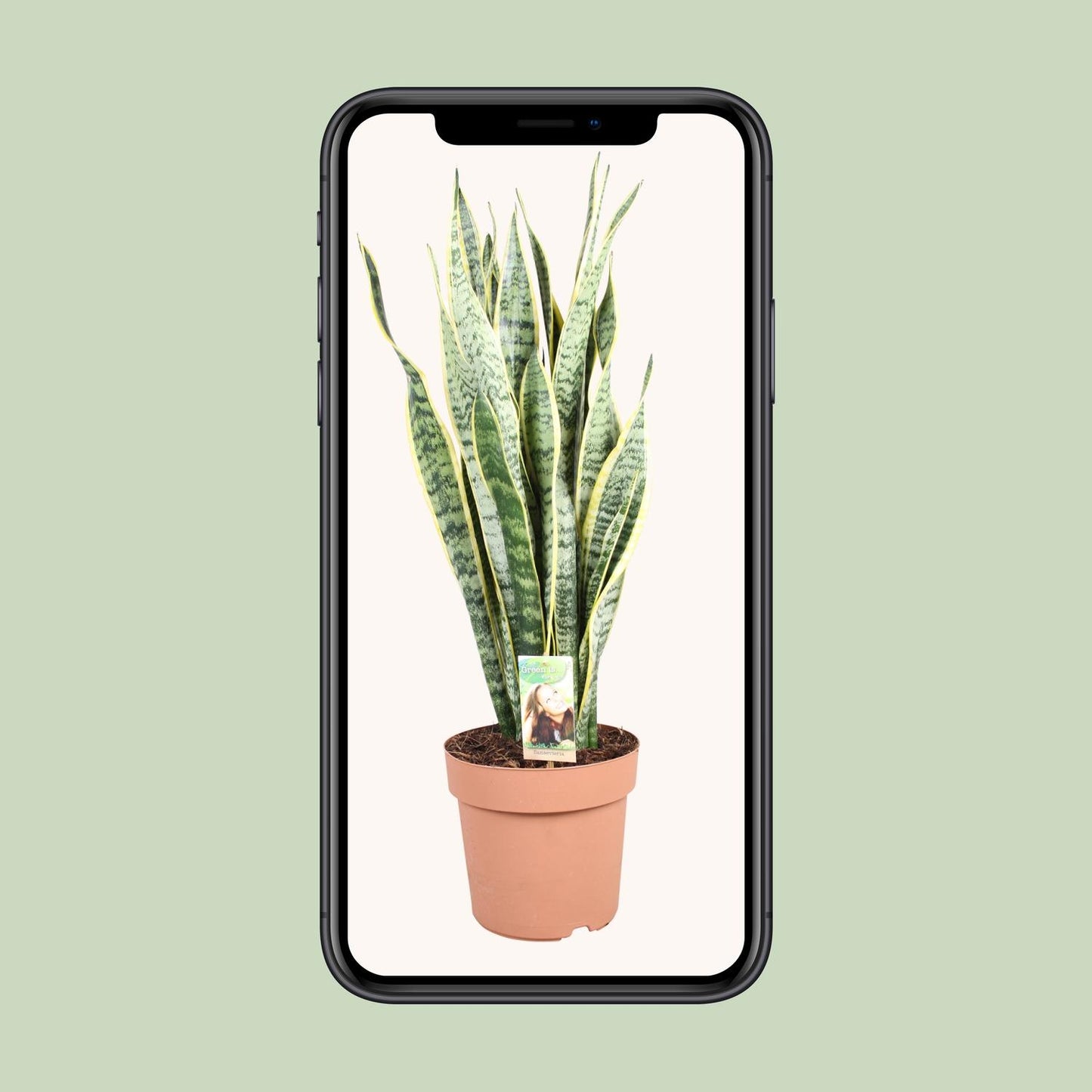 Sansevieria Trifasciata Laurentii - Ø24cm - ↕90cm - Pflanzfix24