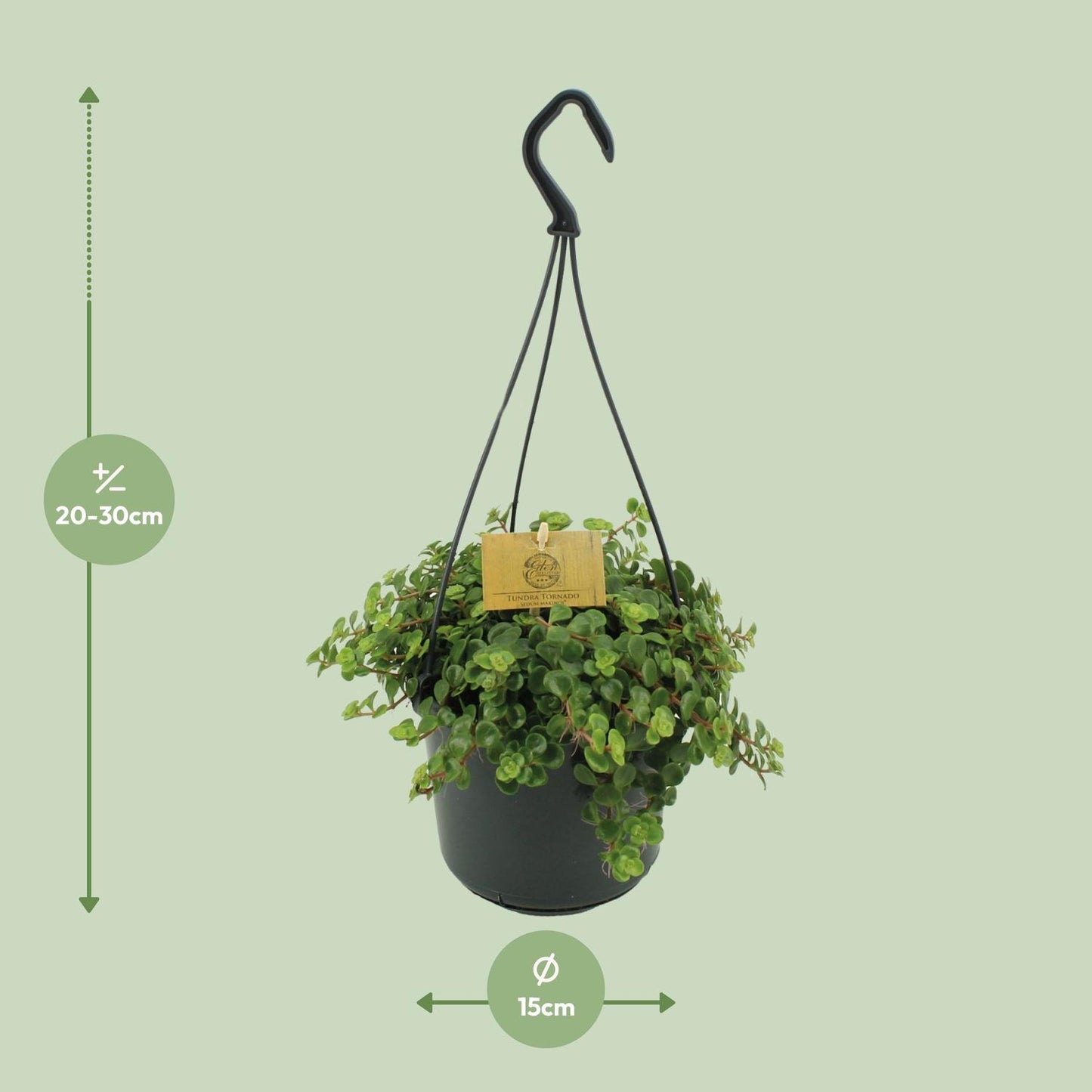 Sedum Tornado - Ø15cm - ↕25cm von Pflanzfix24