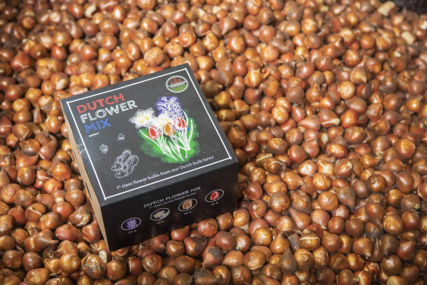 Flowerbulbs Amsterdam - Dutch Flower Mix - Luxusbox mittel, 40 Blumenzwiebeln - Pflanzfix24