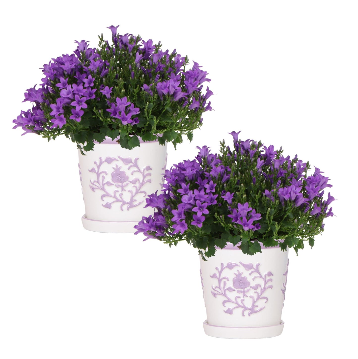 2x Campanula Addenda Ambella Intense Purple in Malaga-Dekotöpfen - Pflanzfix24.de - Pflanzfix24.de