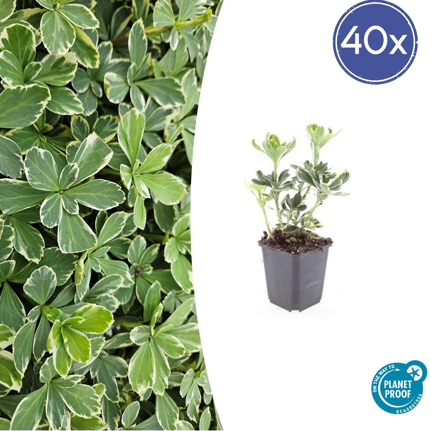 40x Pachysandra terminalis 'Variegata' - Ø9cm - Pflanzfix24.de - Pflanzfix24.de
