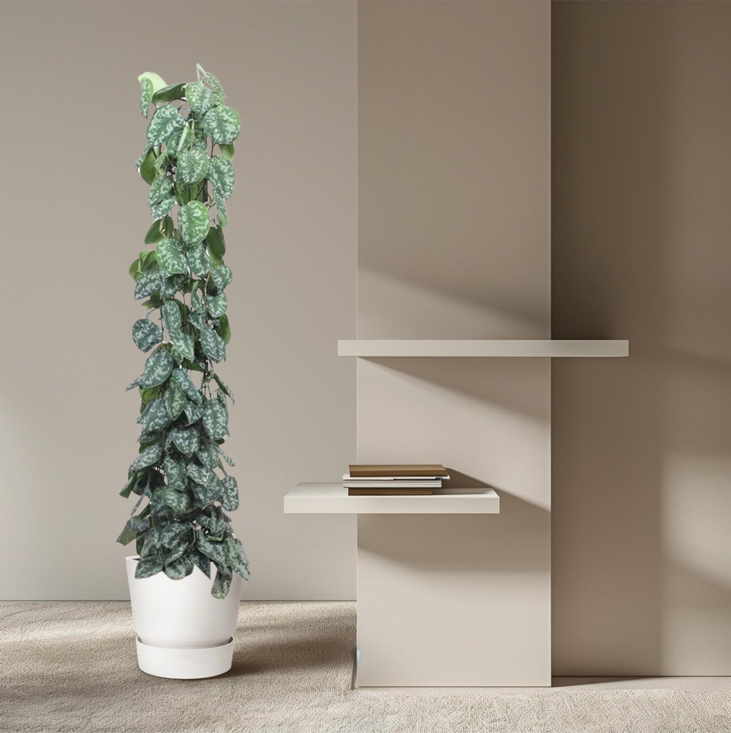 Scindapsus Pictus Trebie Gitter 160cm – Kletterpflanze | Pflanzfix24.de - Pflanzfix24.de