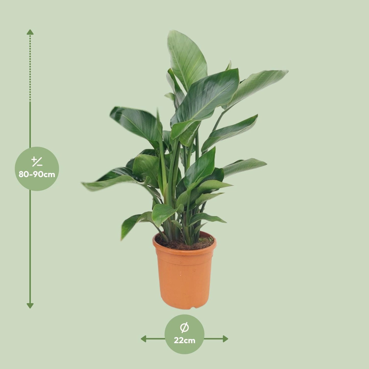 Strelitzia Nicolai - Ø22cm - ↕85cm - Pflanzfix24