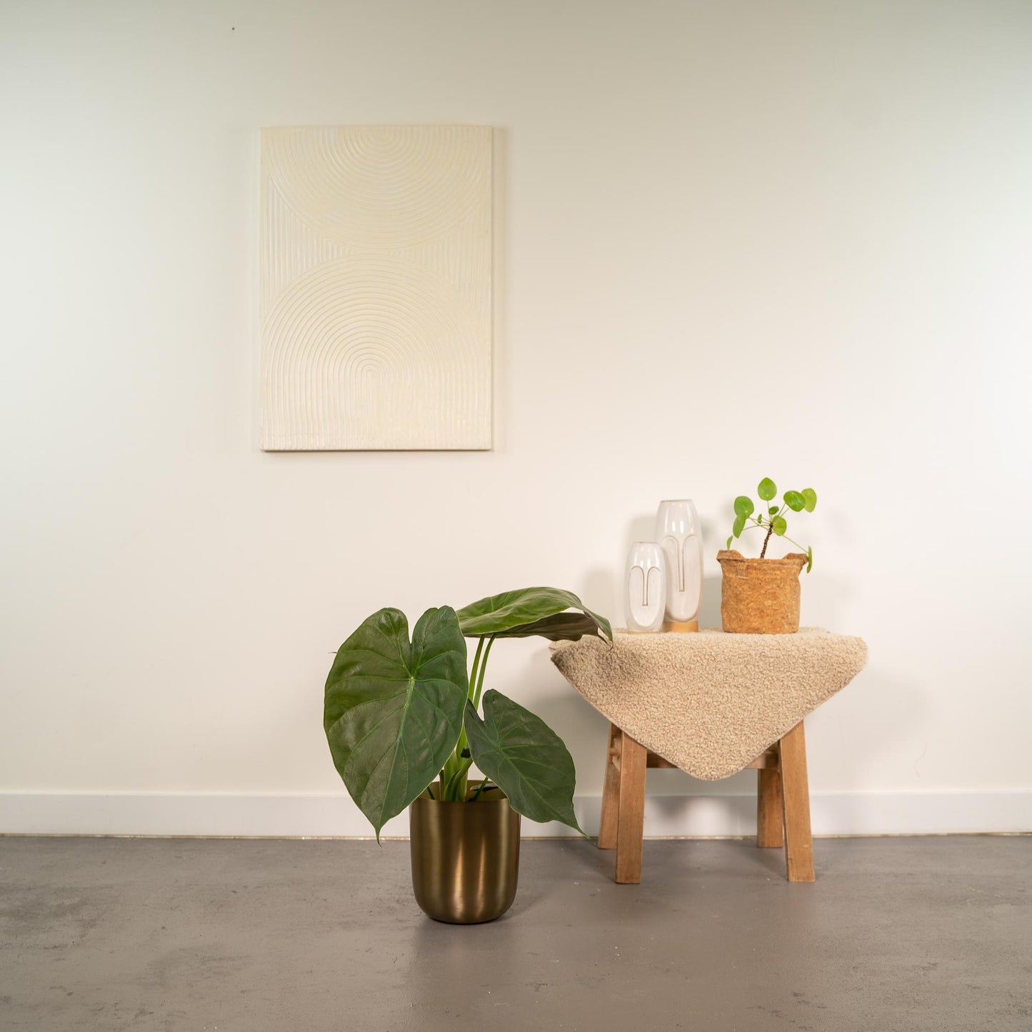 Alocasia Wentii - Ø19cm - ↕65cm + Topf Mayk Gold - Pflanzfix24