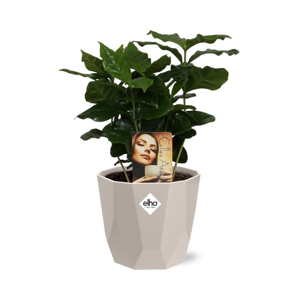 Coffea Arabica in ELHO b.for rock 14 cm warm grey - Pflanzfix24