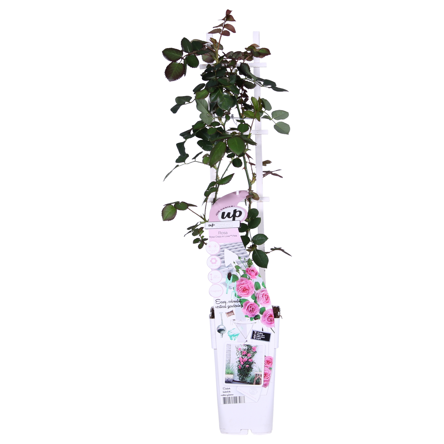 3x - Rosa Crazy in Love 'Pink' - ↨65cm - Ø15 - Pflanzfix24