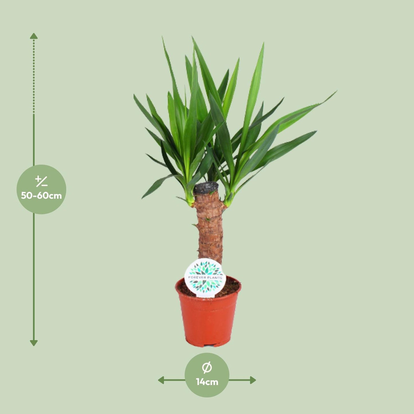 Yucca Elephantipes - Ø14cm - ↕60cm von Pflanzfix24