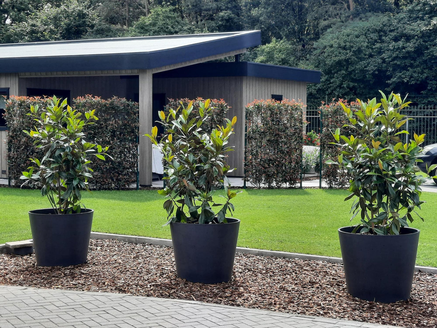 Photinia fraseri 'Carré Rouge' - Fertighecke - 120 x 180 cm - Pflanzfix24
