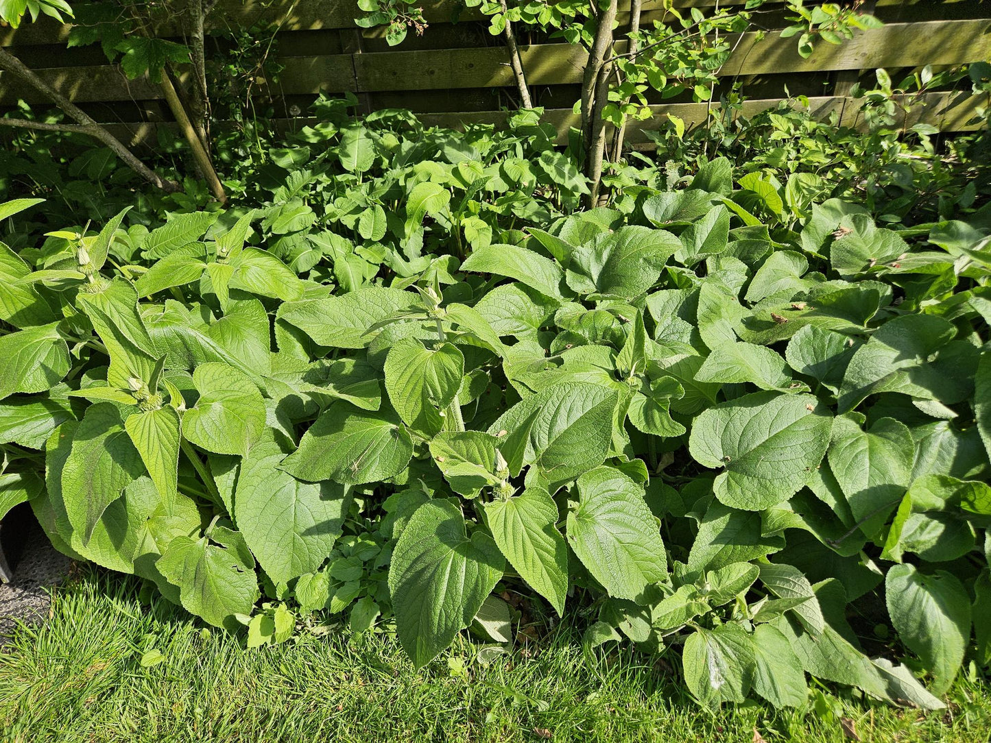12x Phlomis russeliana winterharte Staude Ø9cm – Pflanzfix24.de - Pflanzfix24.de