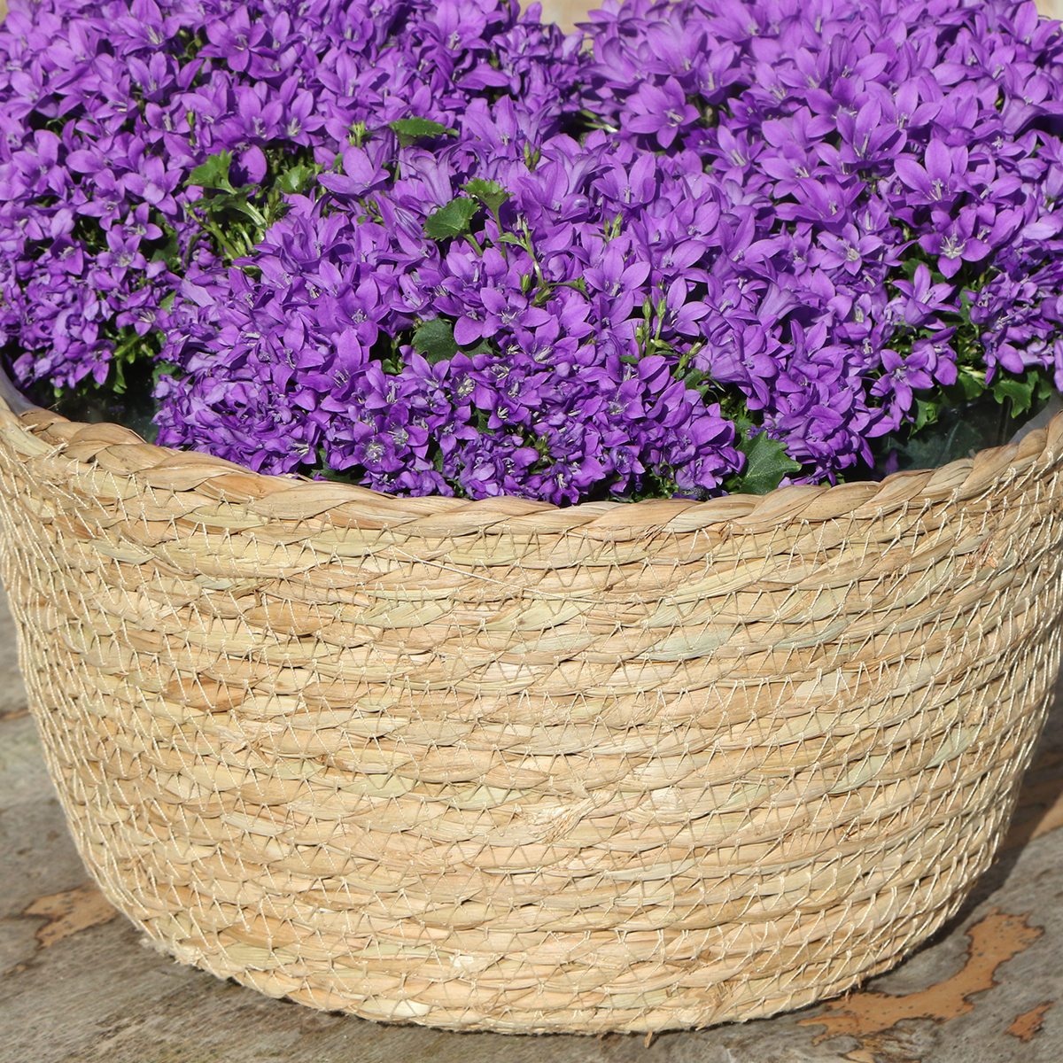 Campanula Addenda Ambella Intense purple - Weidenschale mit Bewässerungssystem - 3 Stück - indoor & outdoor - Pflanzfix24.de - Pflanzfix24.de