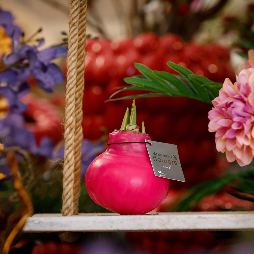 No Water Flowers® (wax amaryllis) | Waxz® Colours - Pink + Red flower - Pflanzfix24