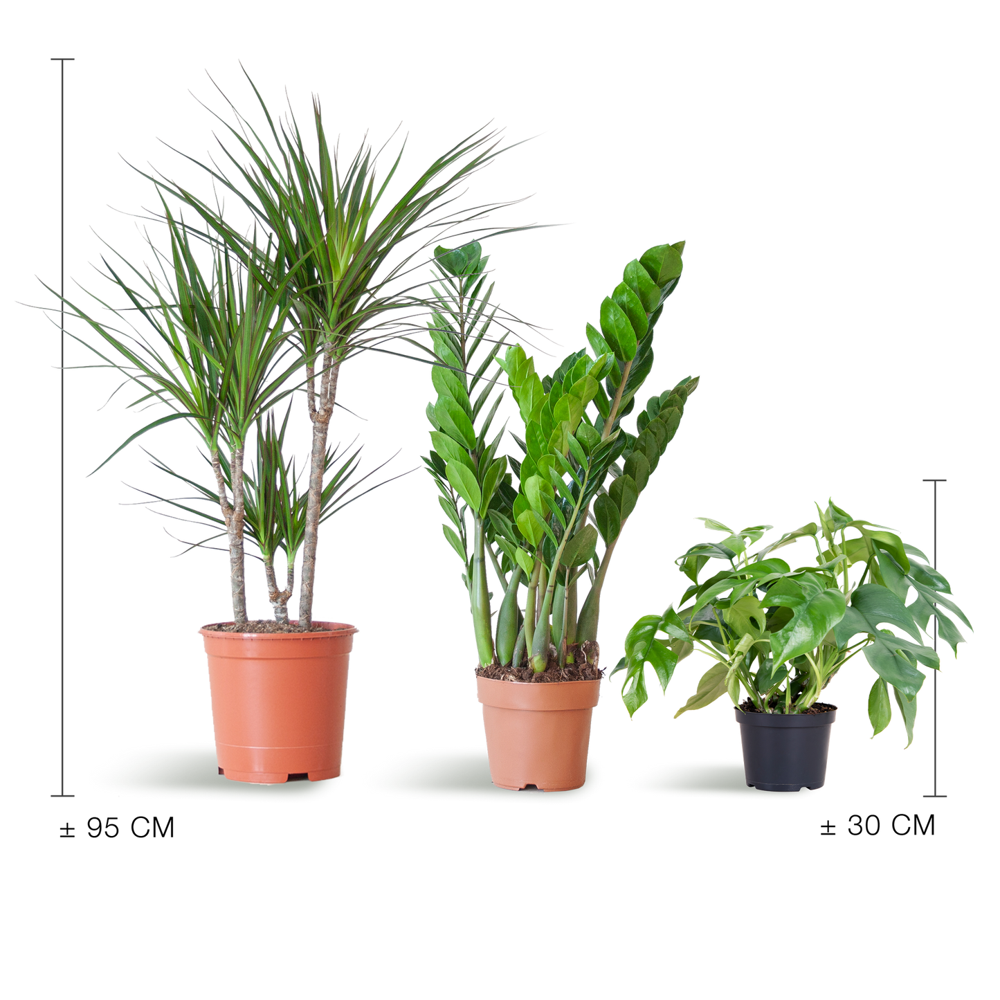 Shade Plant Box medium ohne Dekotopf | Pflanzfix24.de - Pflanzfix24.de
