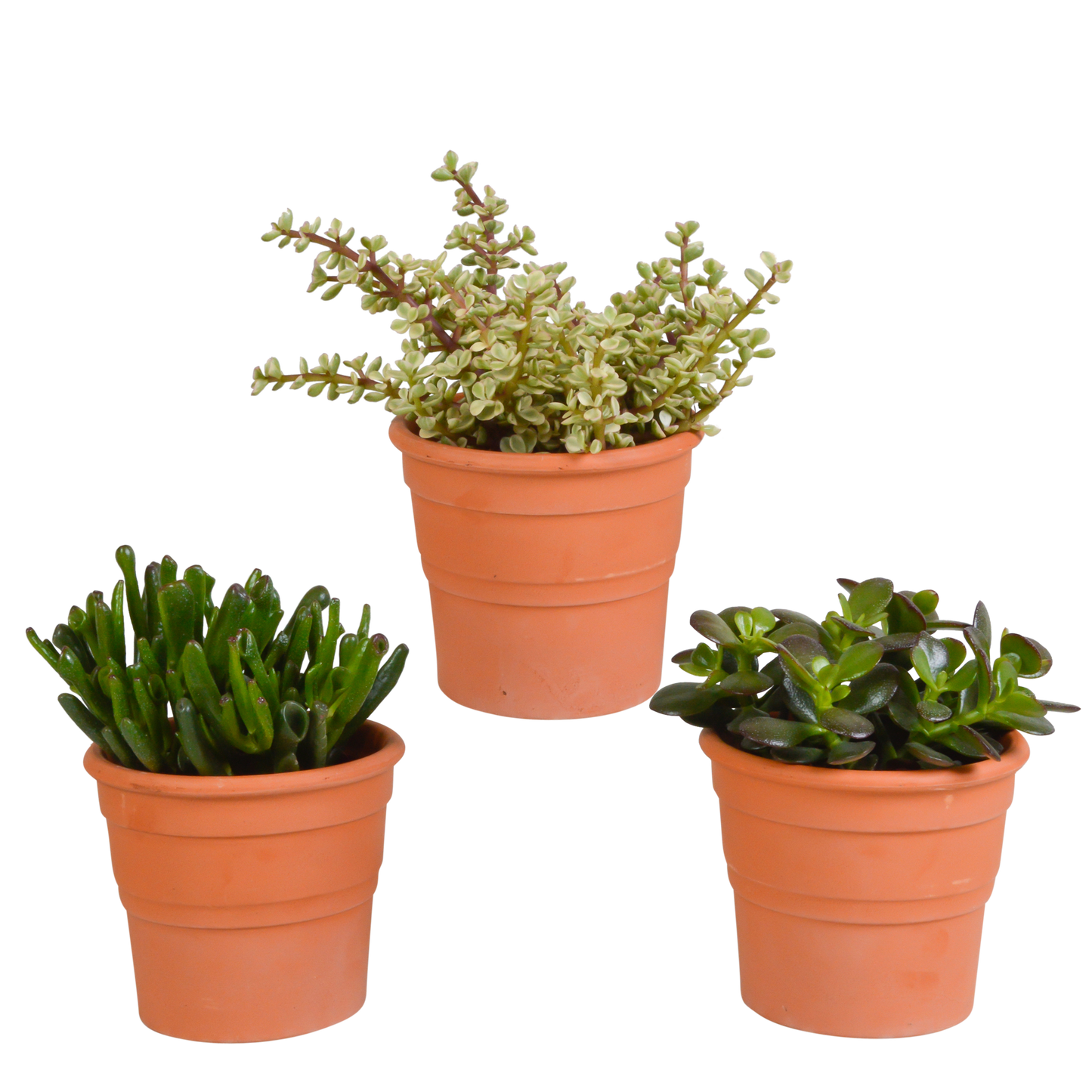 Crassula-Mischung 10,5 cm - 3x - in terracotta pot - Pflanzfix24.de - Pflanzfix24.de