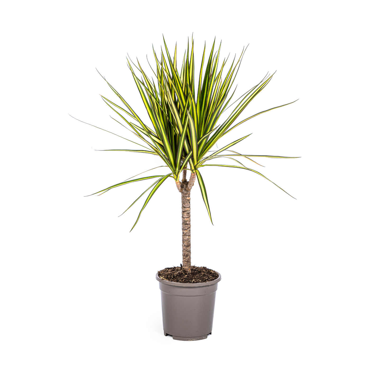 Dracaena Marginata Sunray Ø17cm - Pflanzfix24.de - Pflanzfix24.de