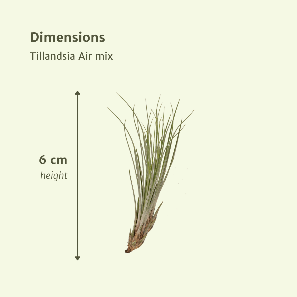 Tillandsia Air Mix - 20 Stück - 6cm - ø6 - Pflanzfix24