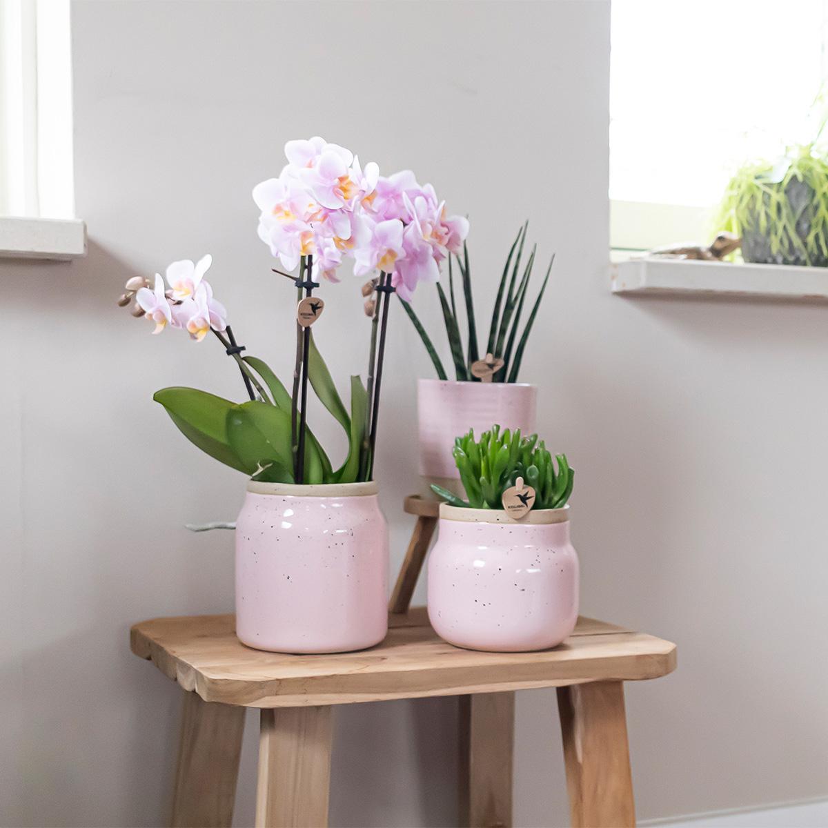 Überraschungsbox 4 Orchideen Mix Ø9 cm | Kolibri & Pflanzfix24.de - Pflanzfix24.de
