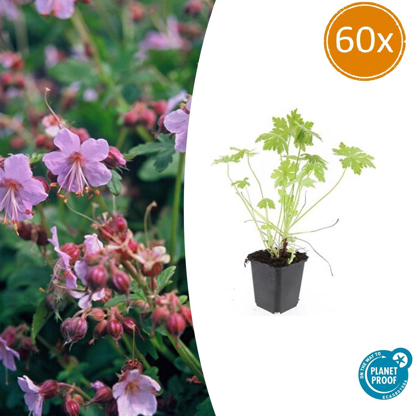 60x Geranium macrorrhizum Bodendecker - Pflanzfix24.de - Pflanzfix24.de