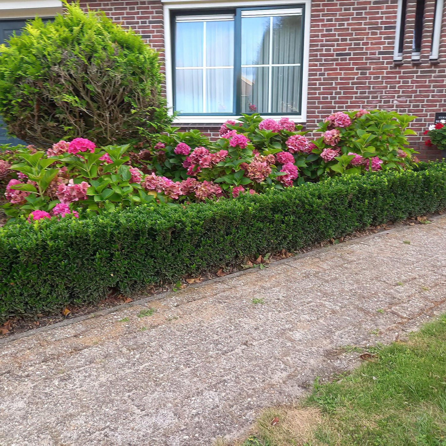 20x Euonymus japonicus 'Green Spire' von Pflanzfix24.de - Immergrüner Strauch für Ihr Gartenparadies - Pflanzfix24.de