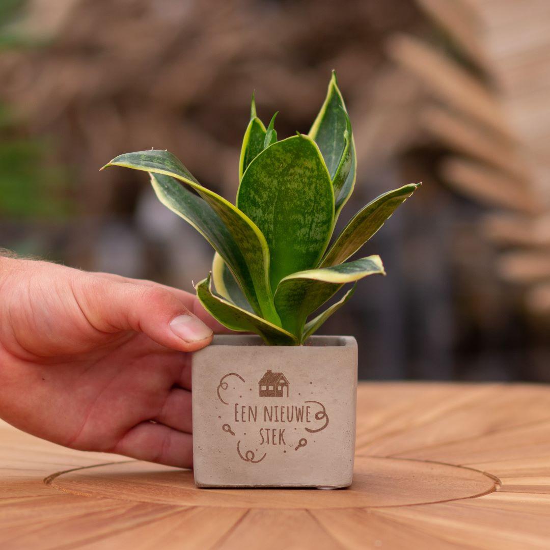 Congreet plantpots + Sansevieria | Een nieuwe stek - Pflanzfix24.de - Pflanzfix24.de