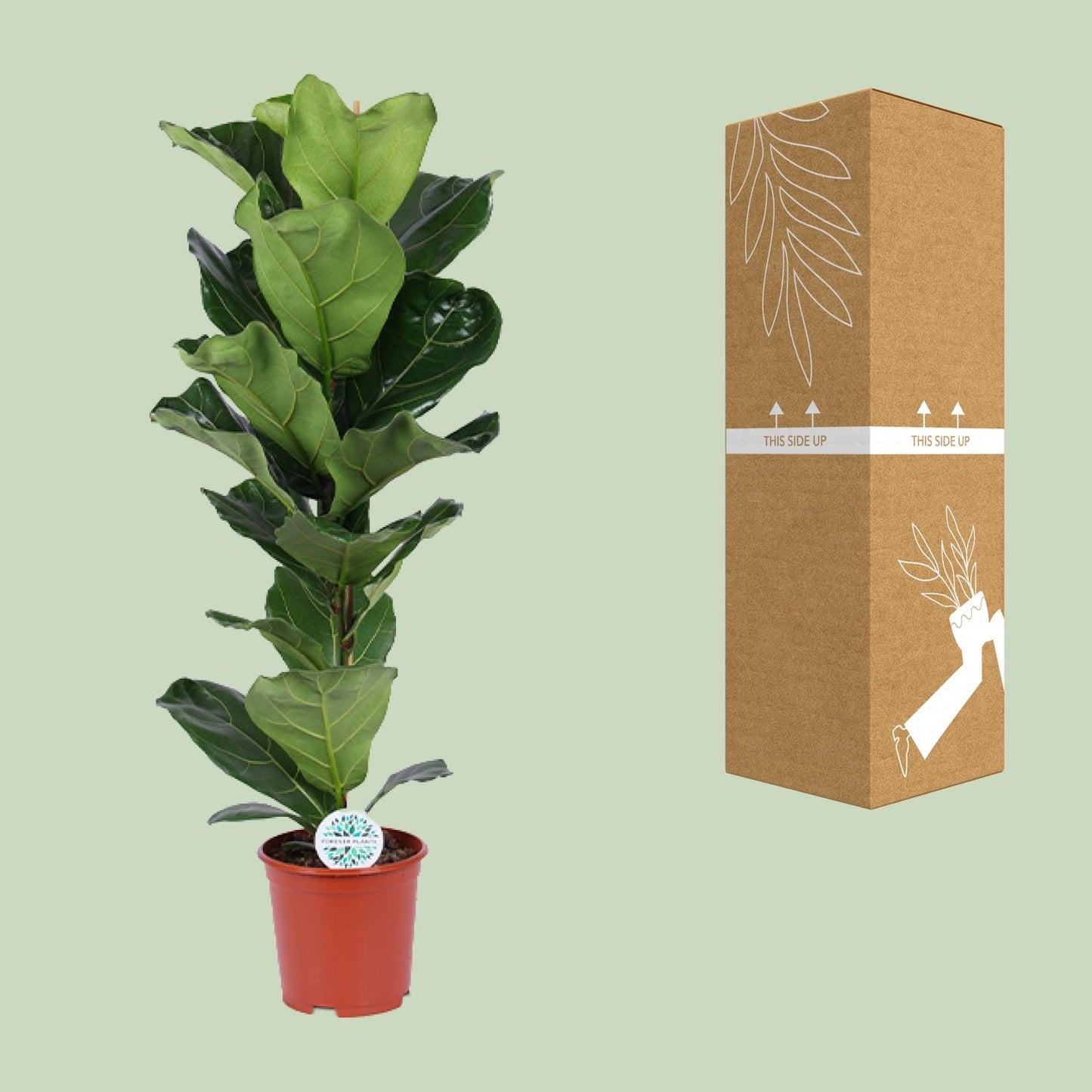Ficus Lyrata - Ø21cm - ↕90cm - Pflanzfix24