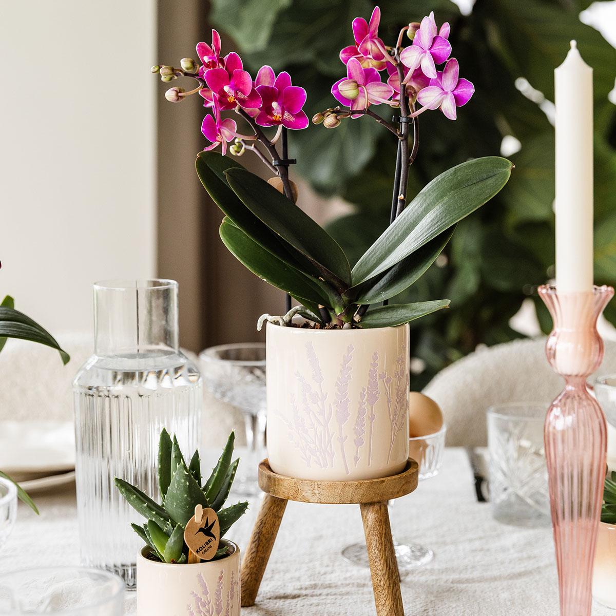 Blumentopf Lavendel 9 cm - Kolibri Home bei Pflanzfix24