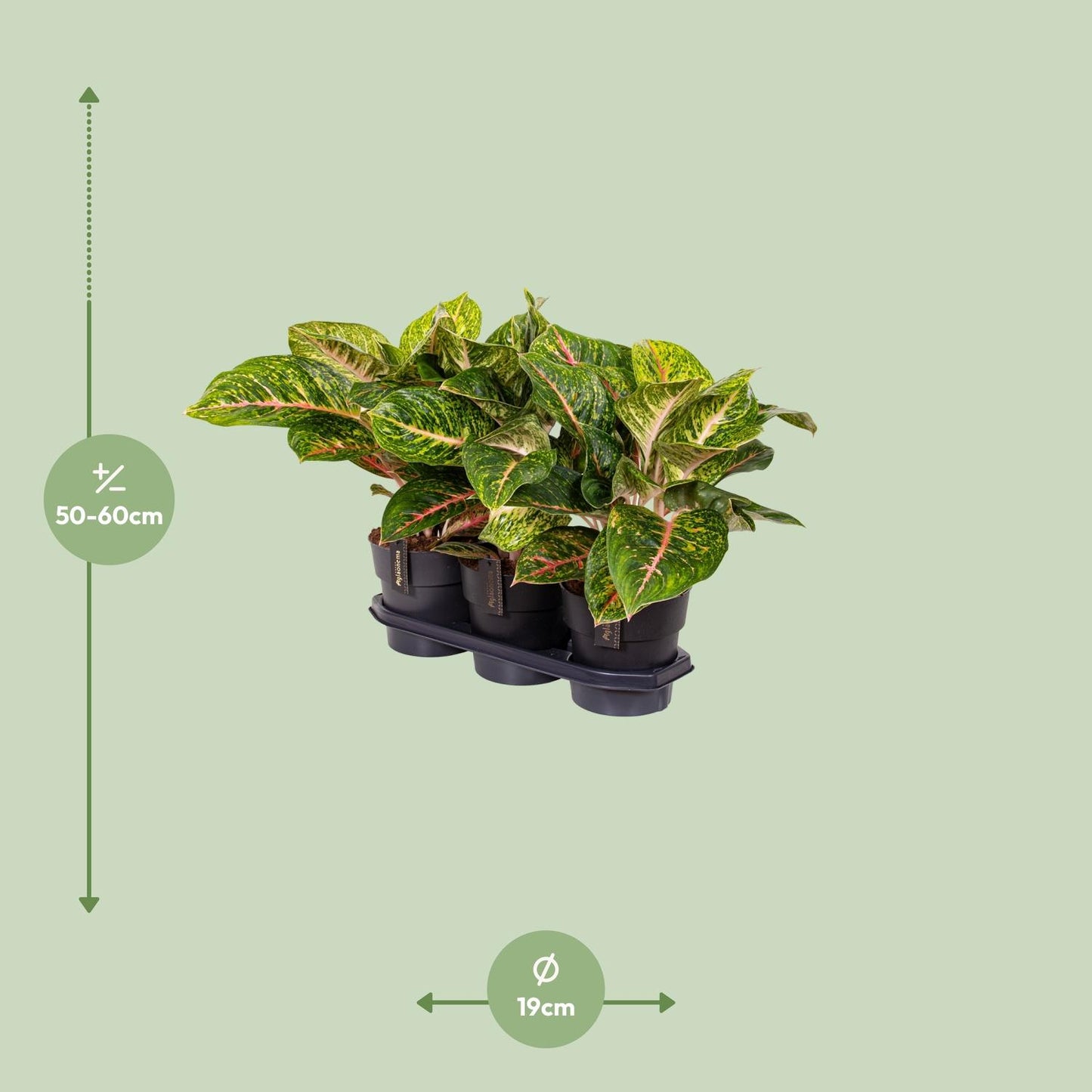 Aglaonema Spring Red - Ø19cm - pflanzfix24