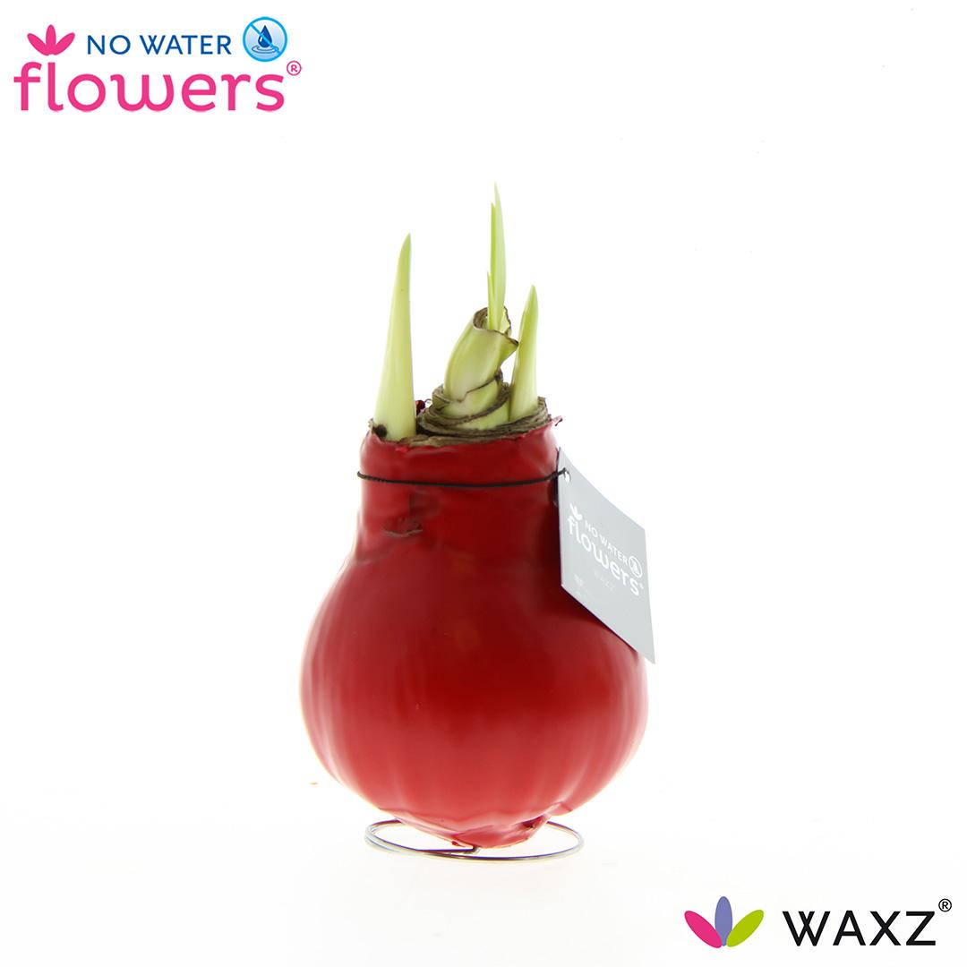 No Water Flowers Waxz® Red - ↕15cm - Pflanzfix24
