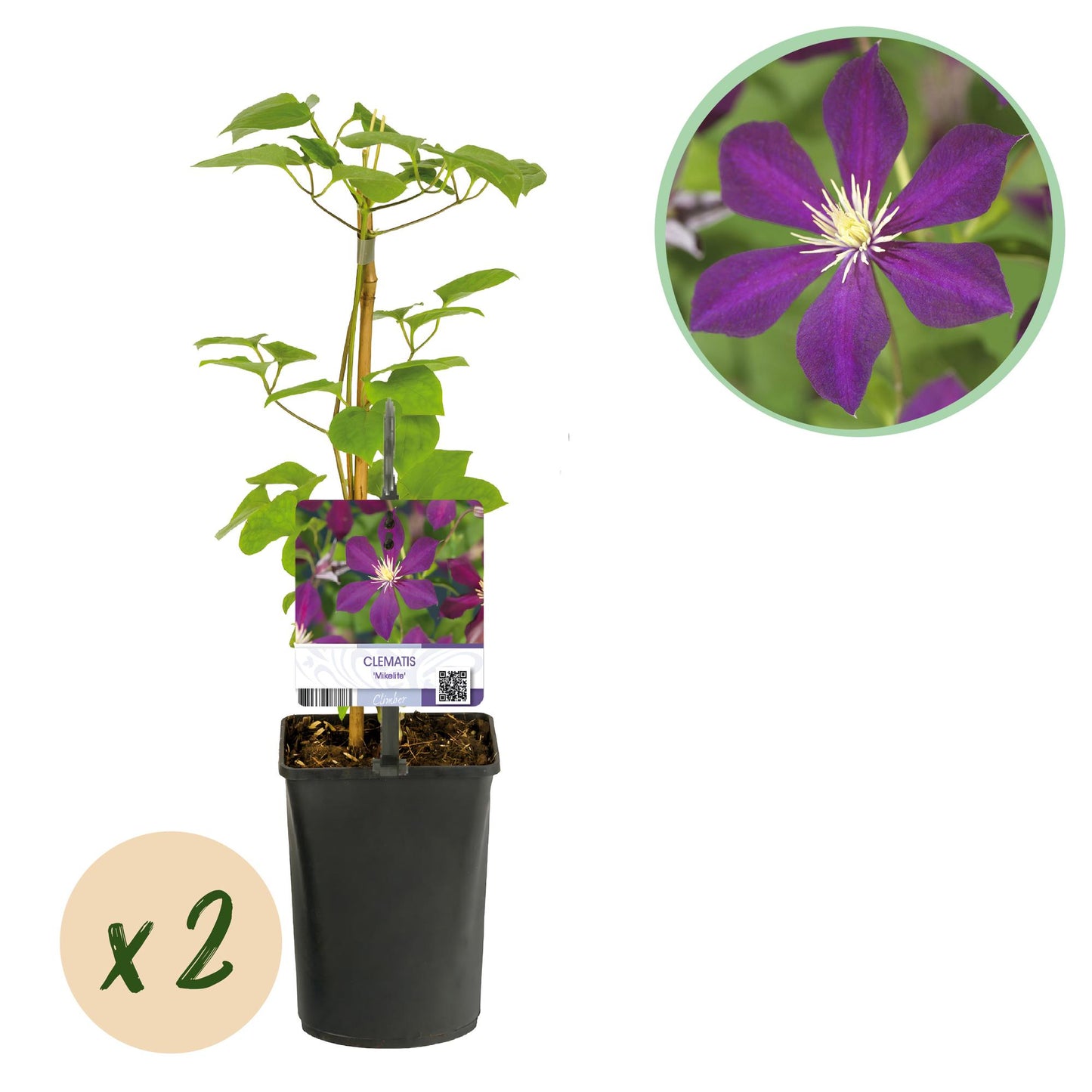 Pflanzfix24.de - Clematis 'Mikelite' - Kletterpflanze - Lila Blüte - 2 Pflanzen - Topf 11cm - Pflanzfix24.de