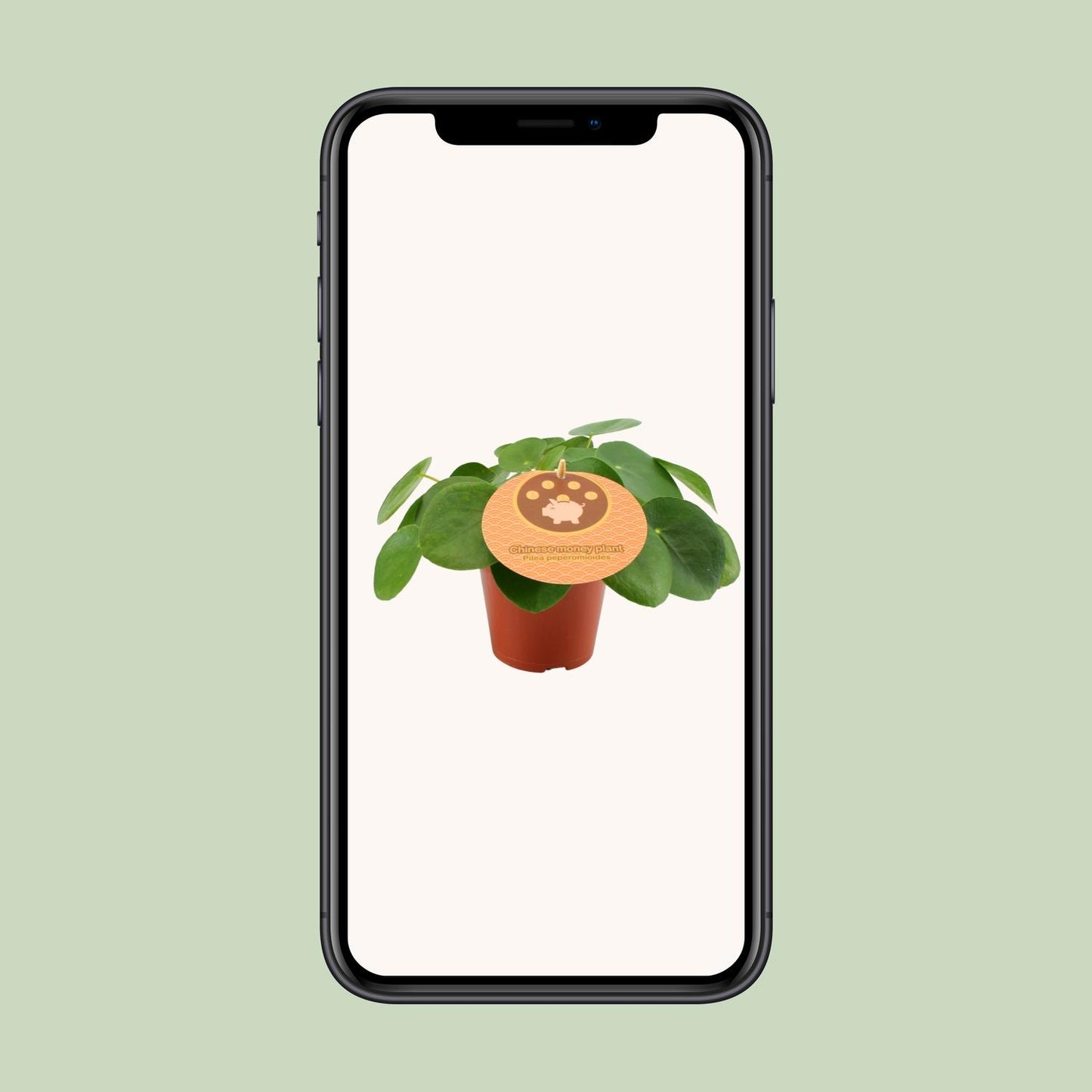 Pilea Peperomioides Ø12cm – Aluminium-Pflanze bei Pflanzfix24.de - Pflanzfix24.de