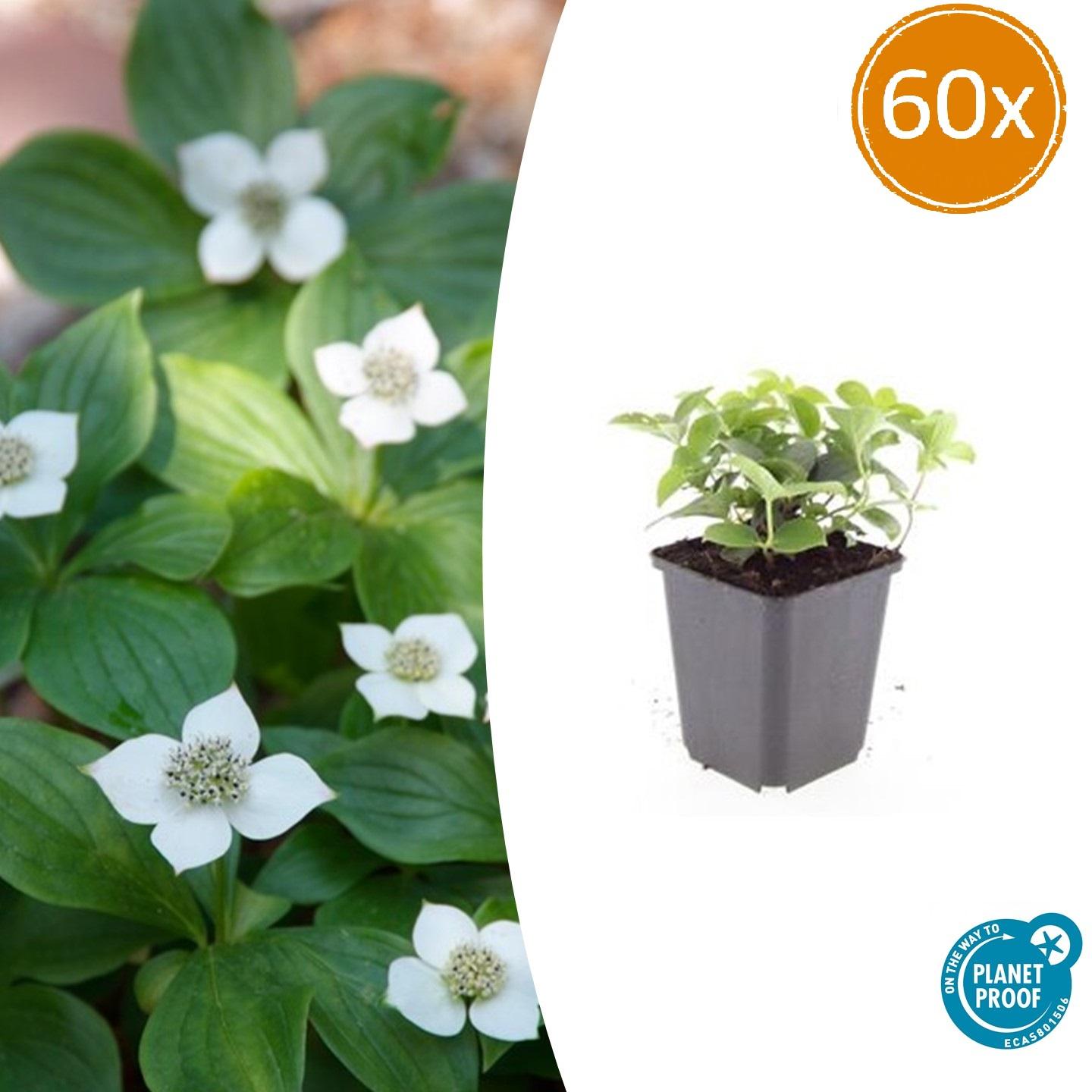 60x Cornus canadensis - Bodendecker-Pflanze - Pflanzfix24.de - Pflanzfix24.de