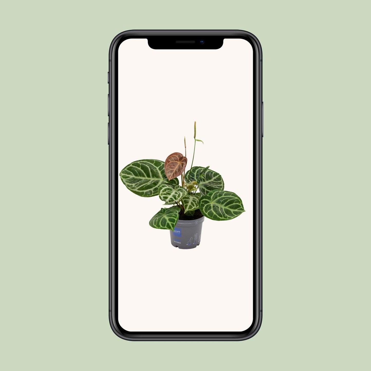 Anthurium Crystal Hybride Compact - Pflanzfix24.de - Pflanzfix24.de