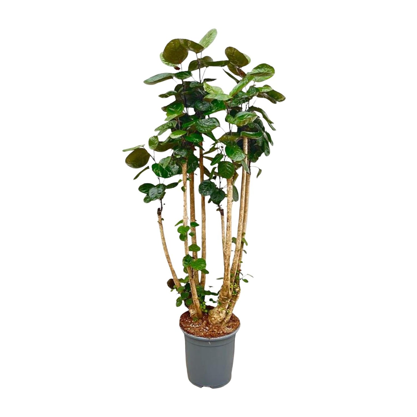 Polysicas Fabian XXL 160cm Ø30 – Indoor Grünpflanze | Pflanzfix24