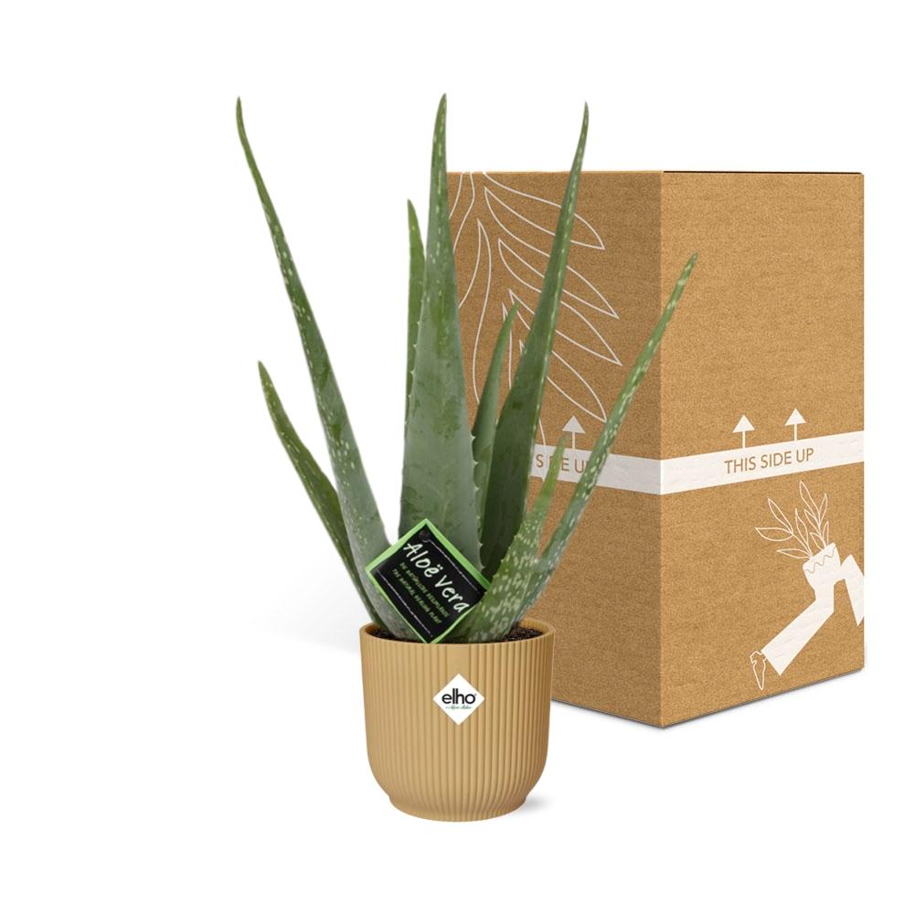 Aloe Vera 12cm in ELHO Vibes Fold 14cm geel - Pflanzfix24