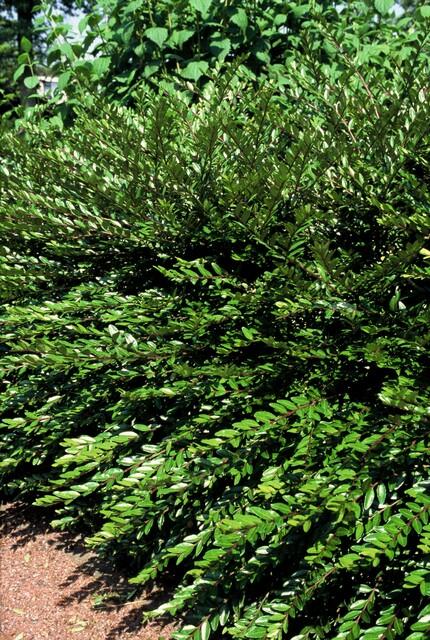 12x Lonicera pileata 'Purple Pearl' – Bodendecker – Pflanzfix24.de - Pflanzfix24.de