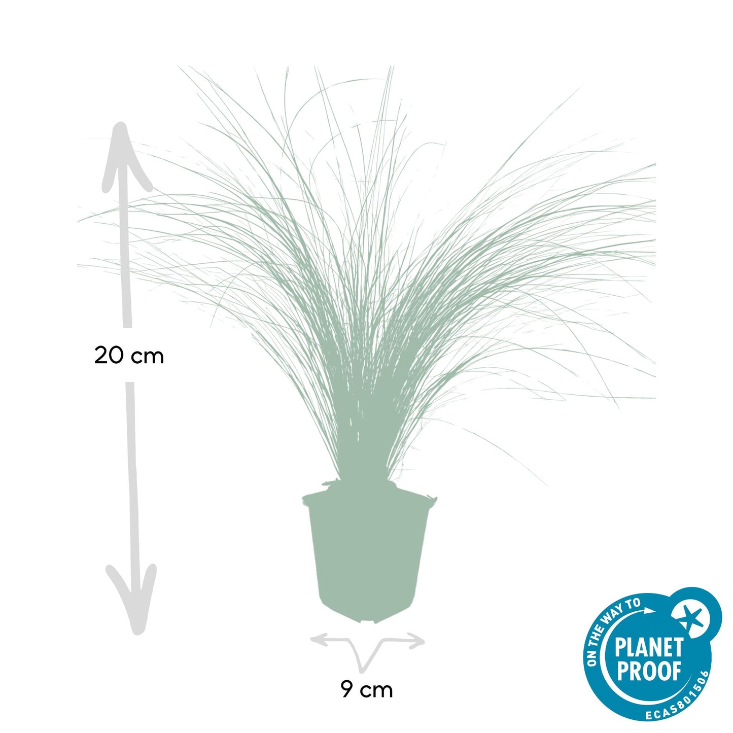 40x Stipa tenuissima 'Ponytails' - ↕10-25cm - Ø9cm - Pflanzfix24.de - Pflanzfix24.de