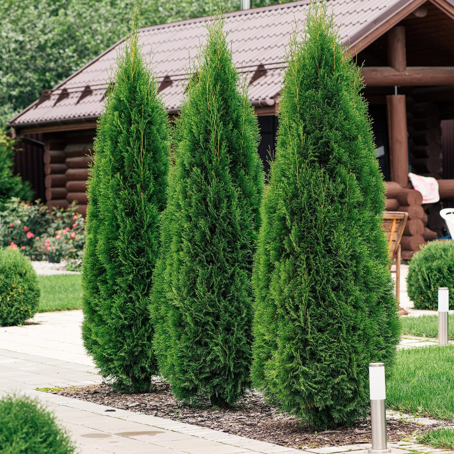 GreenboutiQ - Thuja occidentalis Smaragd Heckenpflanze - 8 Pflanzen - Pflanzfix24.de - Pflanzfix24.de