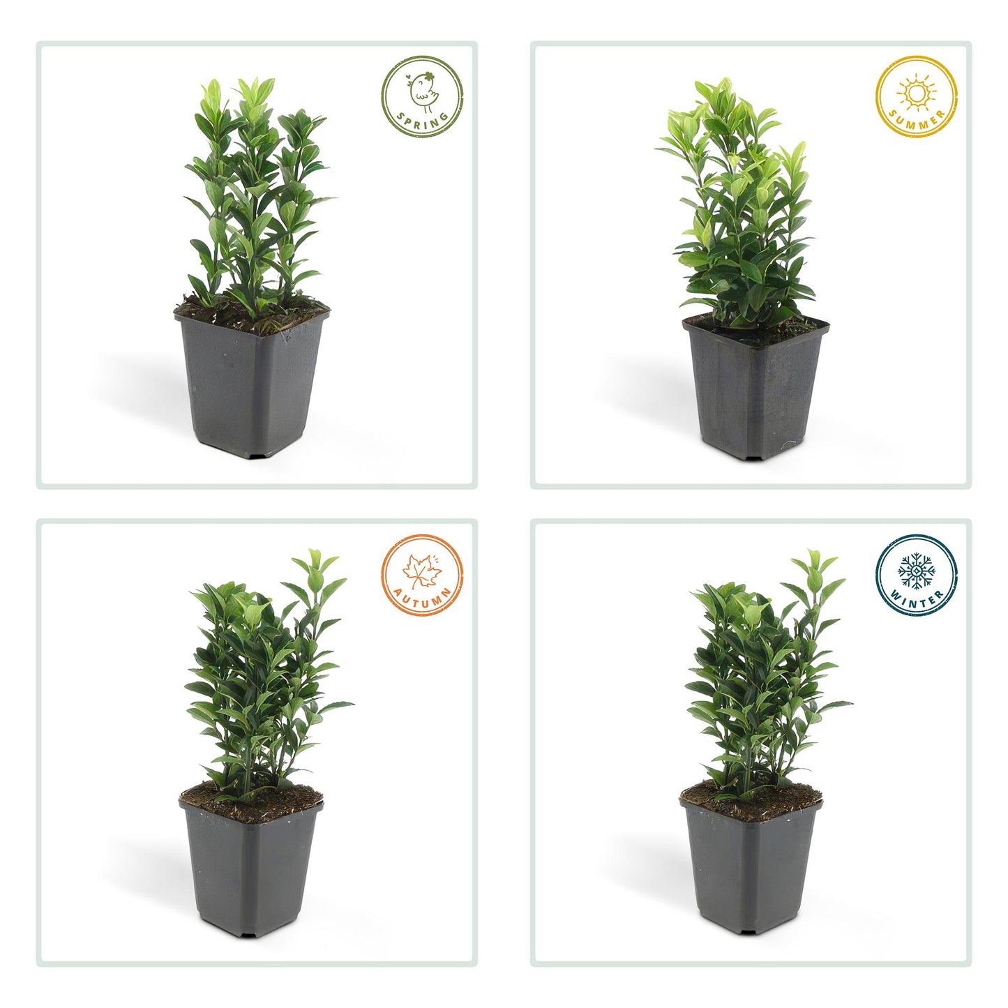 20x Euonymus japonicus 'Green Spire' von Pflanzfix24.de - Immergrüner Strauch für Ihr Gartenparadies - Pflanzfix24.de