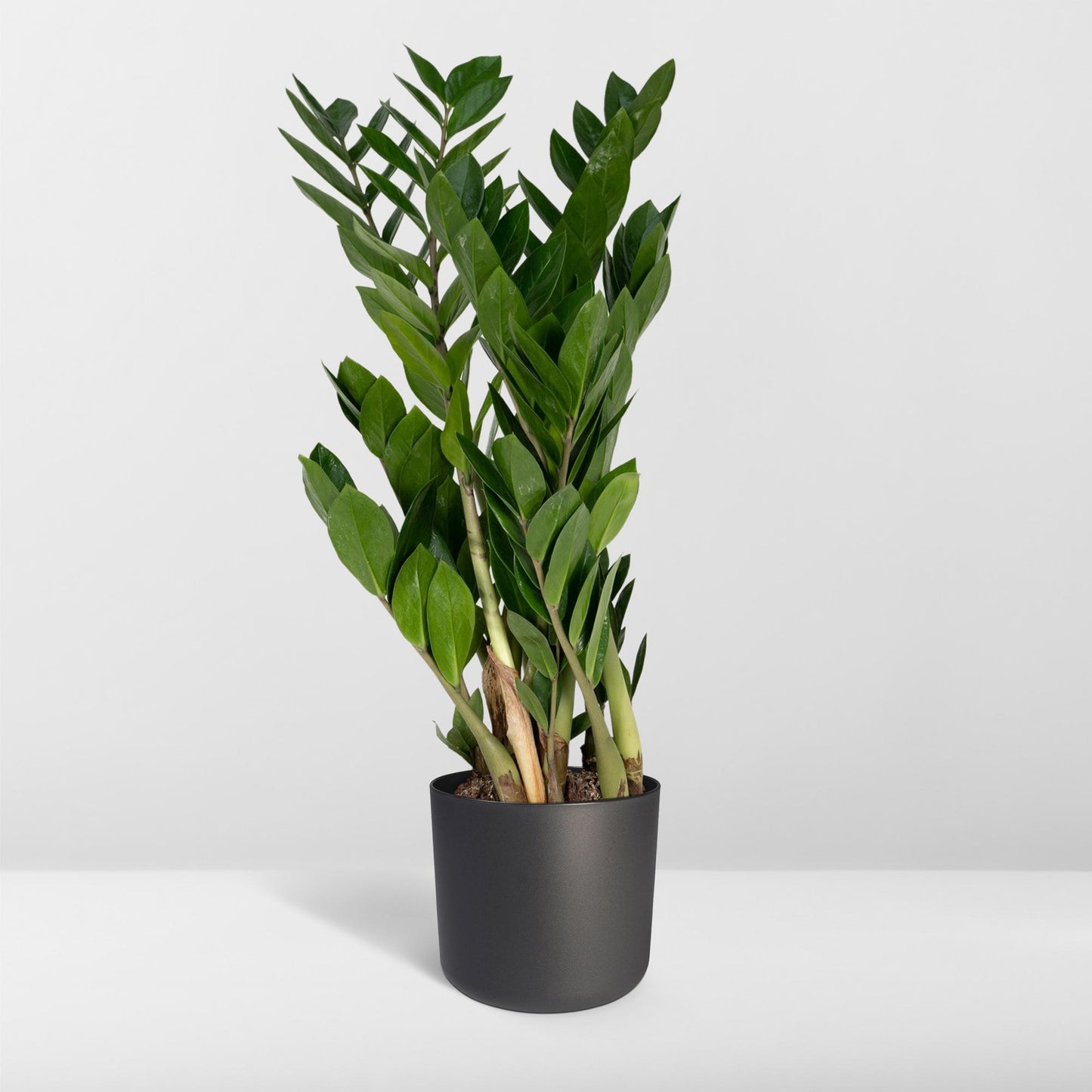 Zamioculcas Zamiifolia Ø17cm, 70cm – Grüne Zimmerpflanze | Pflanzfix24.de - Pflanzfix24.de