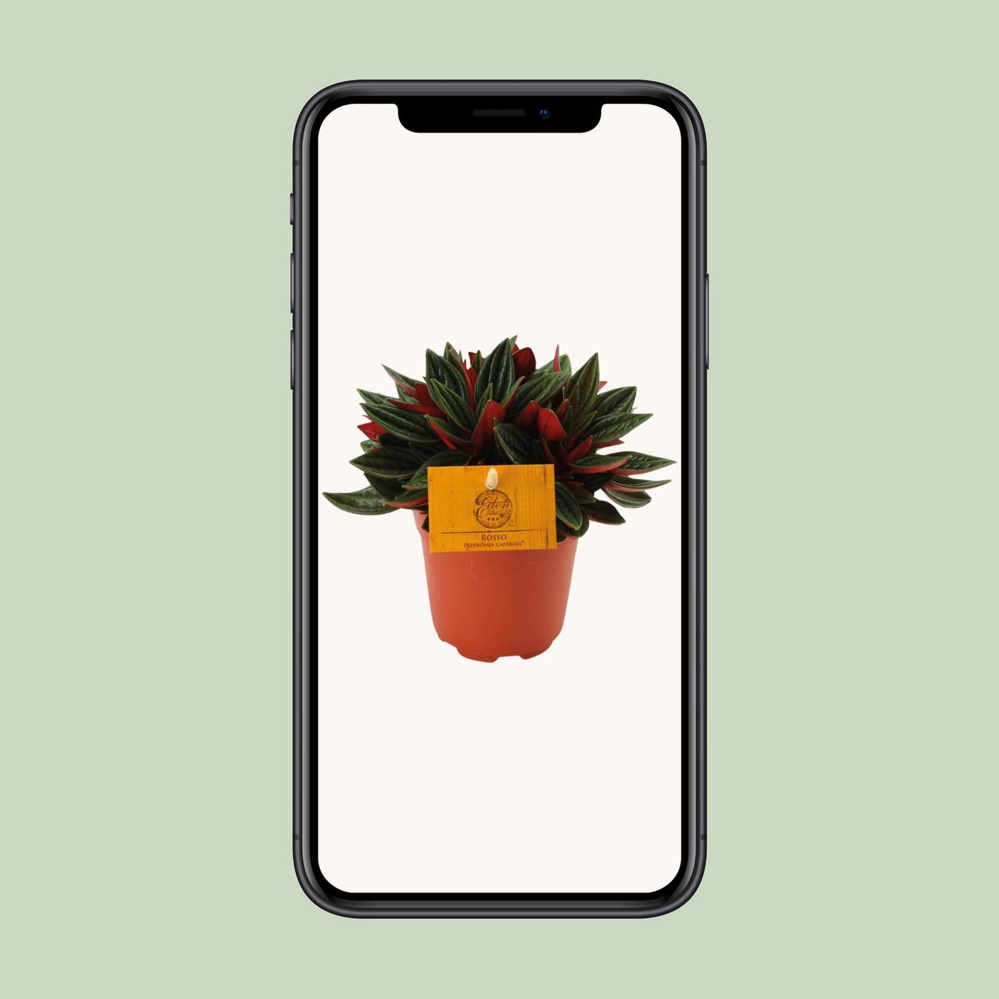Peperomia Caperata Rosso Ø11cm – Kompakt & Pflegeleicht | Pflanzfix24