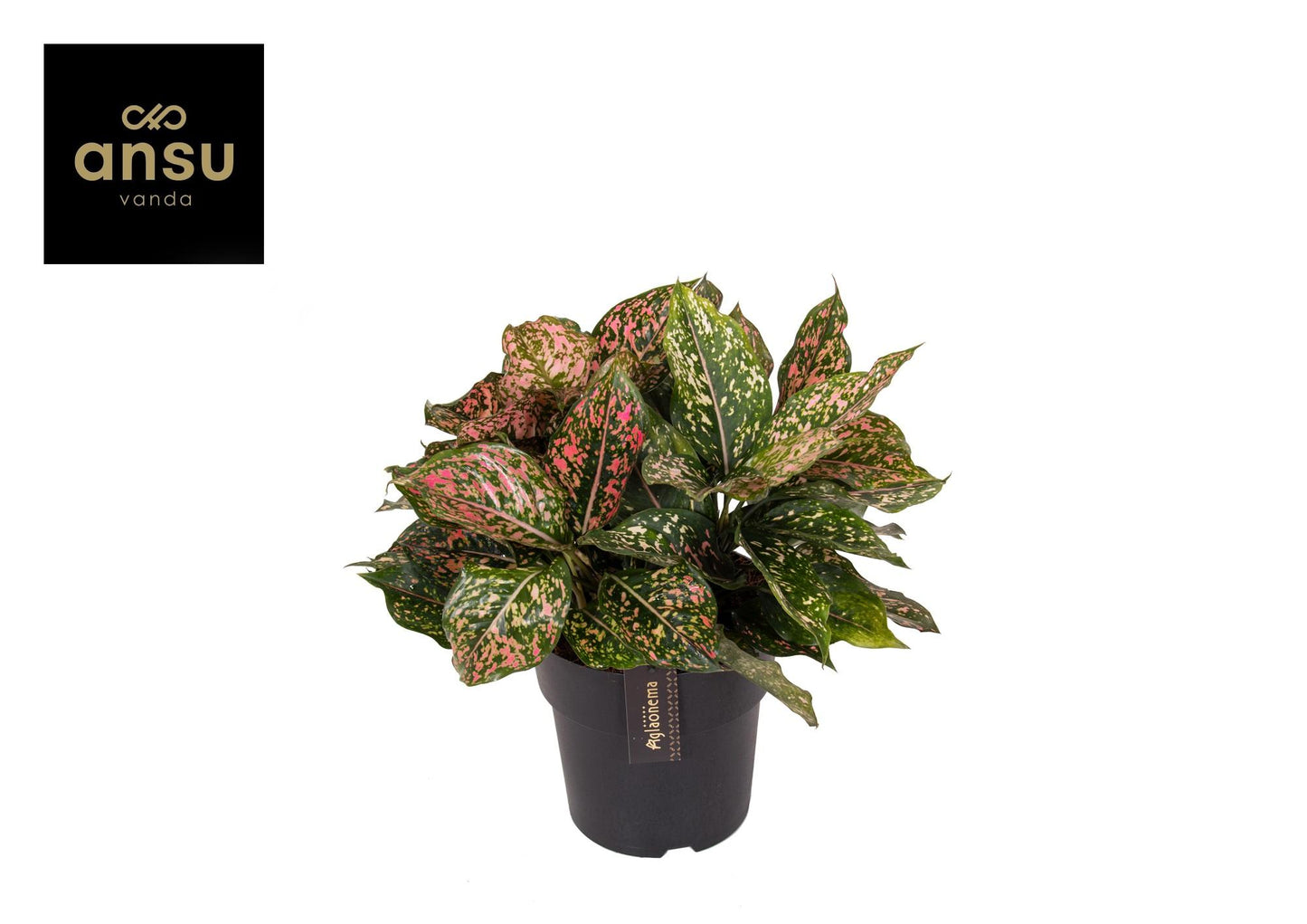 Aglaonema Pink Leopard - Ø19cm - ↕40cm bei Pflanzfix24