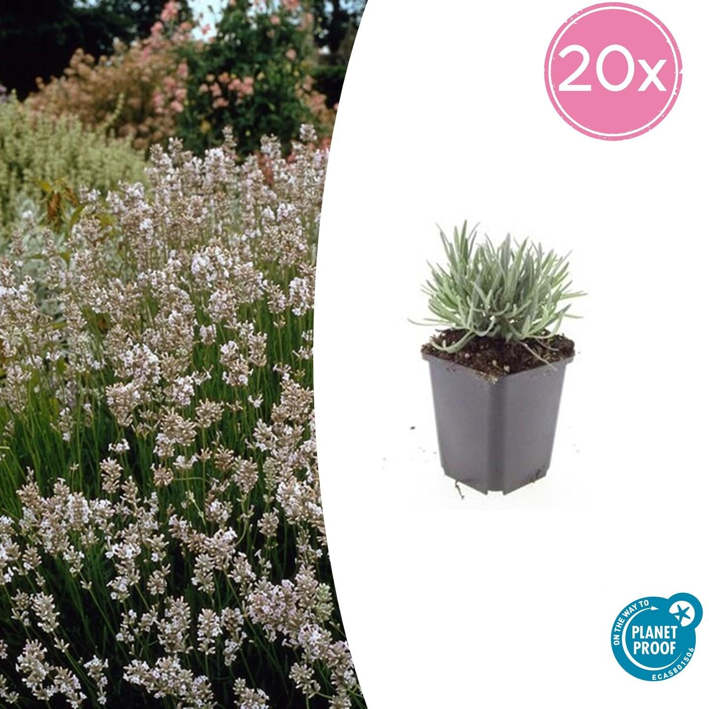20x Lavandula int. 'Edelweiss' - Pflanzfix24