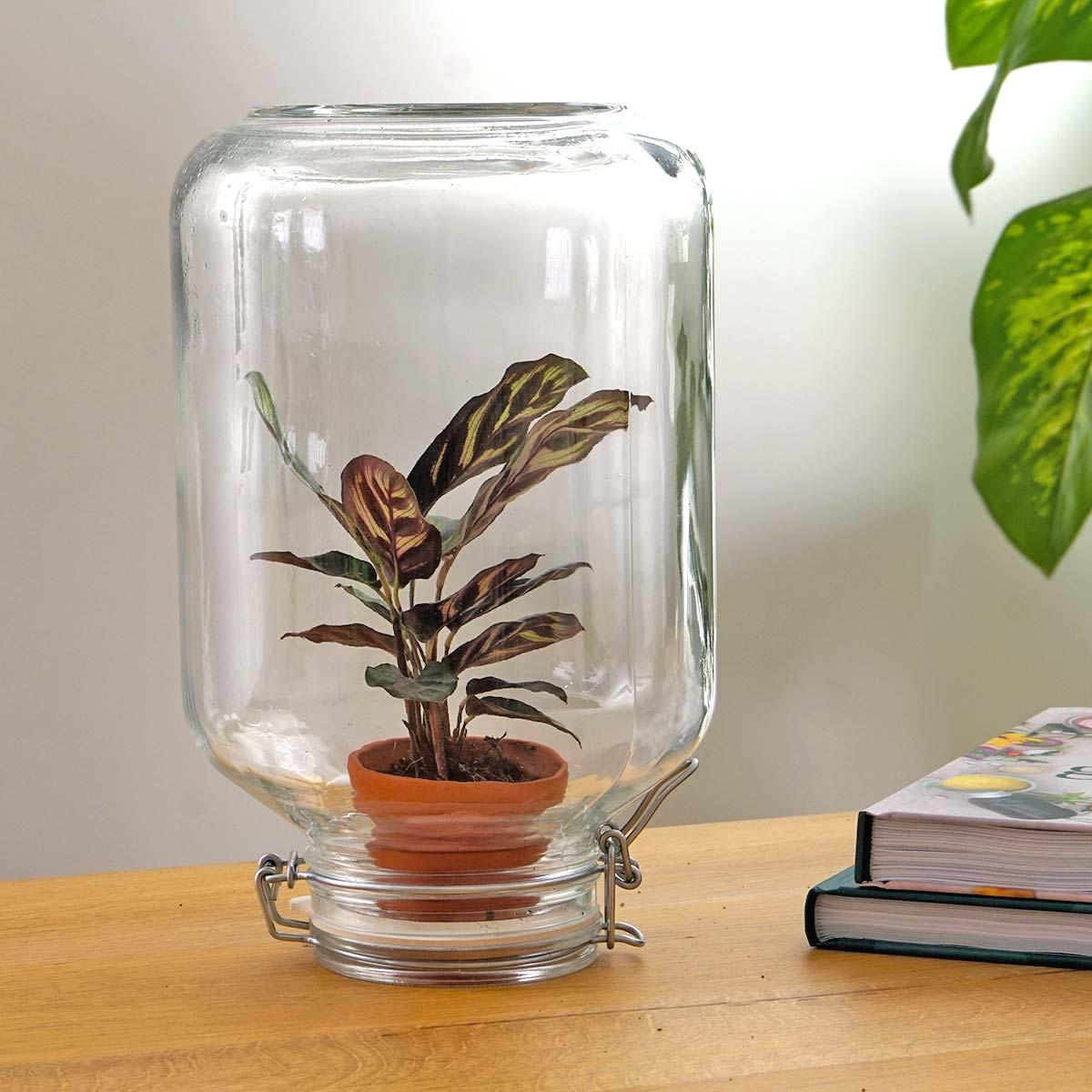 Easyplant - Calathea makoyana bei Pflanzfix24.de - Pflanzfix24.de