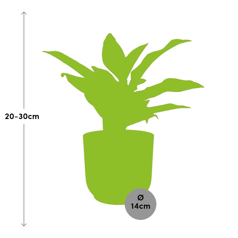 Aglaonema Crete in ELHO Vibes Fold 14cm roze - Pflanzfix24
