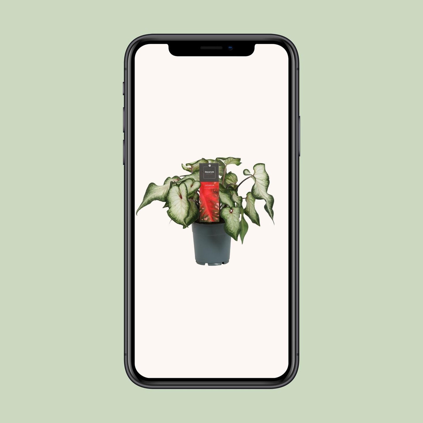 Caladium White Wonder - Ø12cm - Pflanzfix24