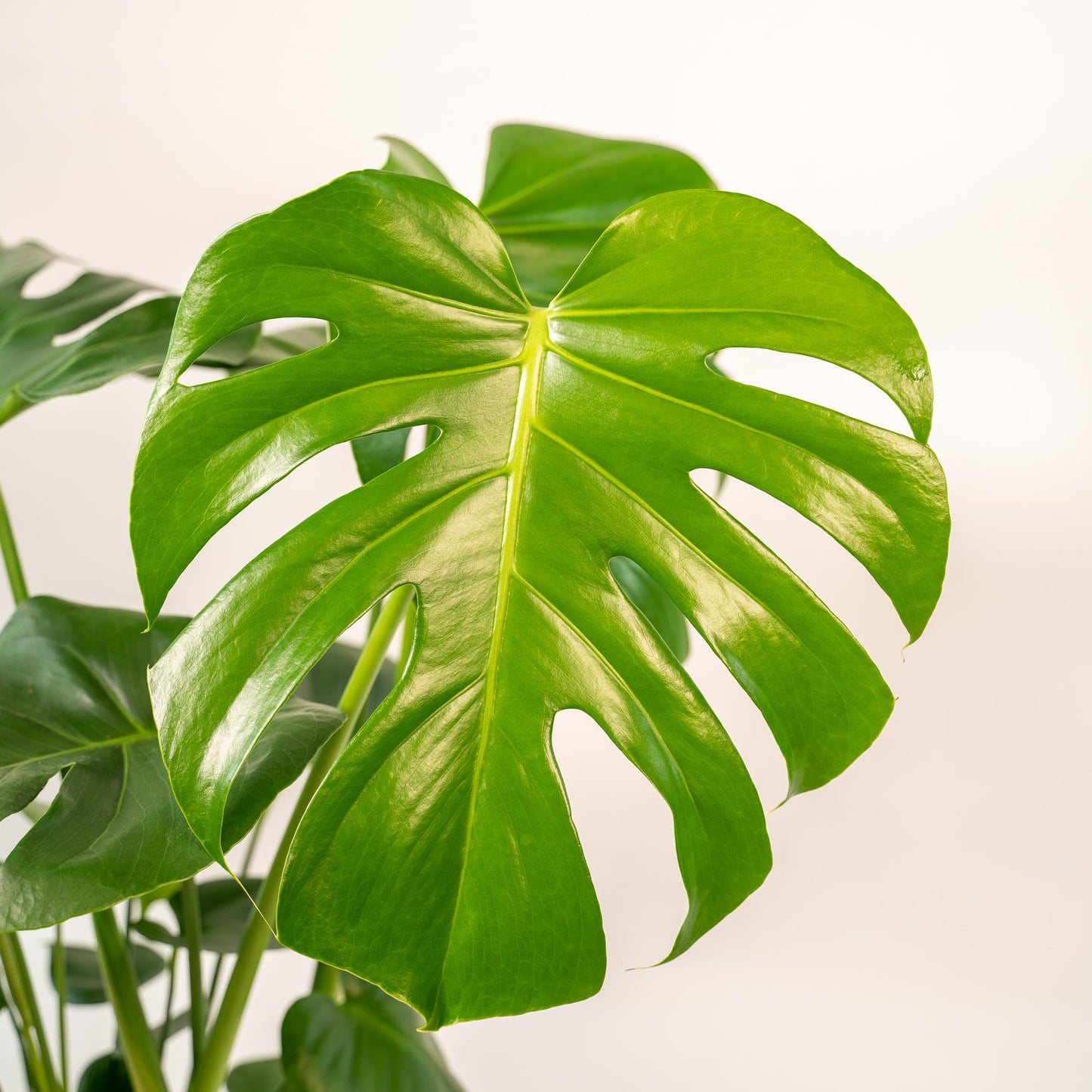 Monstera Deliciosa 80 cm Ø21cm + Pot Mayk Lead | Pflanzfix24.de - Pflanzfix24.de
